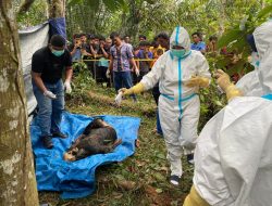 Mayat Pria Berusia 40 Tahun Ditemukan di Pinggir Pohon Karet, Polisi Duga Korban Tabrak Lari