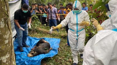 Mayat Pria Berusia 40 Tahun Ditemukan di Pinggir Pohon Karet, Polisi Duga Korban Tabrak Lari