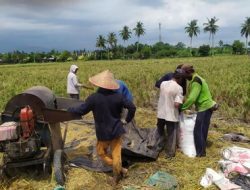Musim Panen Padi Kedua Petani Bisa Jual Gabah ke Bulog Rp 6.500 Per Kg