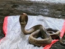 Dedi Mulyadi Dorong Serum Anti Bisa Ular Orang Sunda Paling Bahaya Tiga Ular