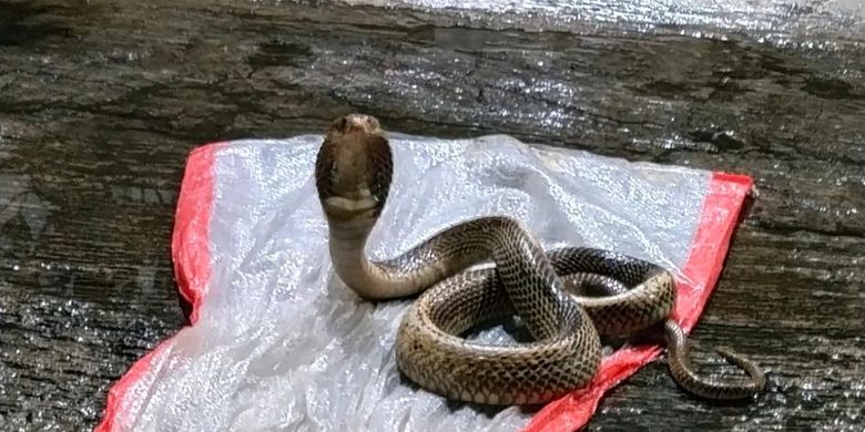 Dedi Mulyadi Dorong Serum