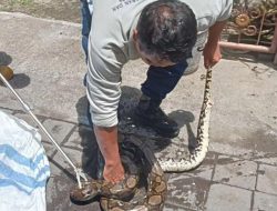 Damkartan Sumbawa Evakuasi Ular Kobra dari Mesin Motor Warga