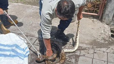 Damkartan Sumbawa Evakuasi