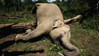 Konflik Manusia dan Gajah