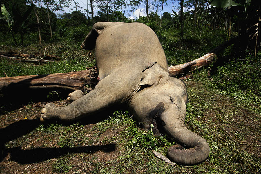 Konflik Manusia dan Gajah