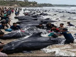 Puluhan Paus Pilot Terdampar di Rote NTT Ini Kata Akademisi