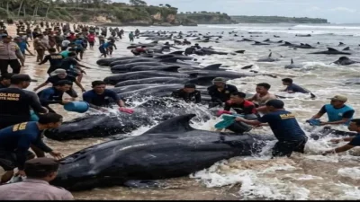 Puluhan Paus Pilot Terdampar